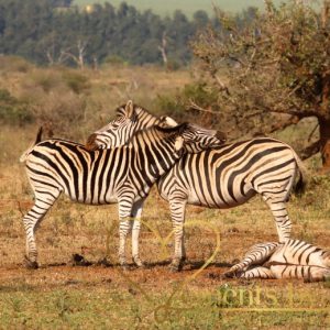 De Zebra is levendig, krachtig en de hele dag door actief. Het is een echt kudde dier en zebra’s hebben elkaar nodig om te overleven.