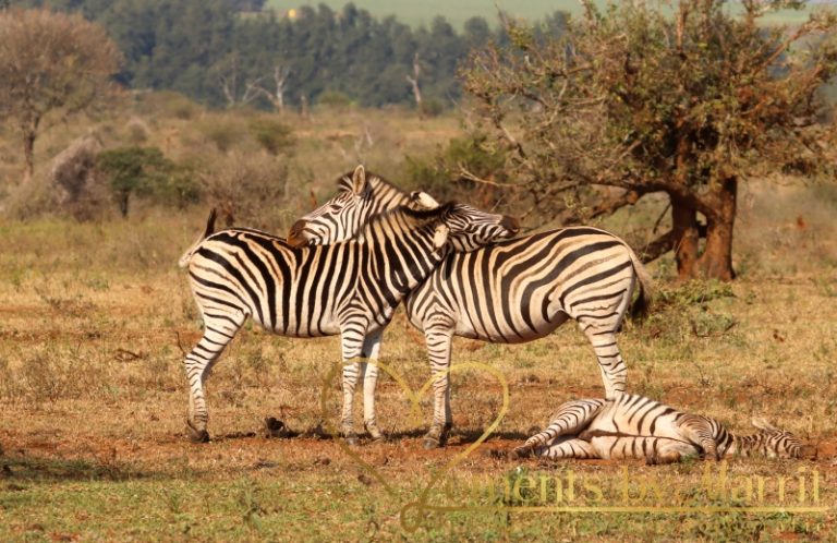 De Zebra is levendig, krachtig en de hele dag door actief. Het is een echt kudde dier en zebra’s hebben elkaar nodig om te overleven.