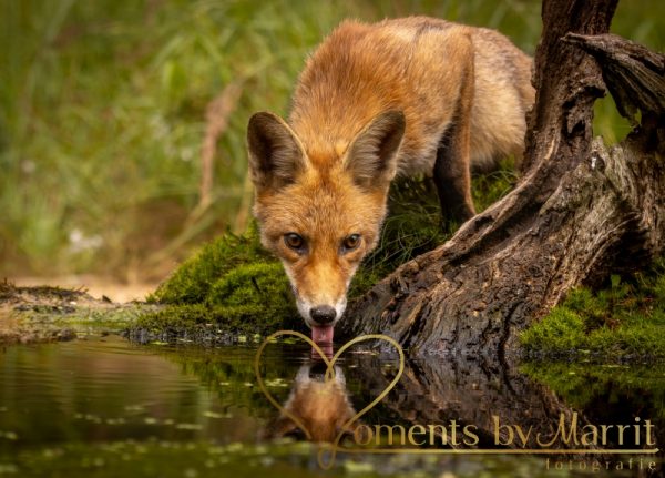 De rode vos is de enige soort die in Nederland voorkomt. Zijn pootjes zijn zwart, net of hij sokjes aan heeft.