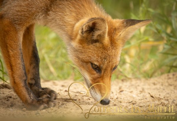 De rode vos is de enige soort die in Nederland voorkomt. Zijn pootjes zijn zwart, net of hij sokjes aan heeft.
