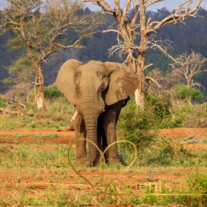 Vrouwtjes olifanten leven samen in hechte kuddes. Deze hechte band is duidelijk te zien wanneer een olifant overlijdt.