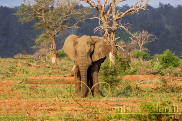 Vrouwtjes olifanten leven samen in hechte kuddes. Deze hechte band is duidelijk te zien wanneer een olifant overlijdt.