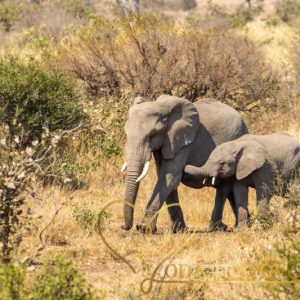 Door hun grote oren hebben olifanten een uitstekend gehoor, maar olifanten kunnen ook erg goed ‘horen’ met hun poten.